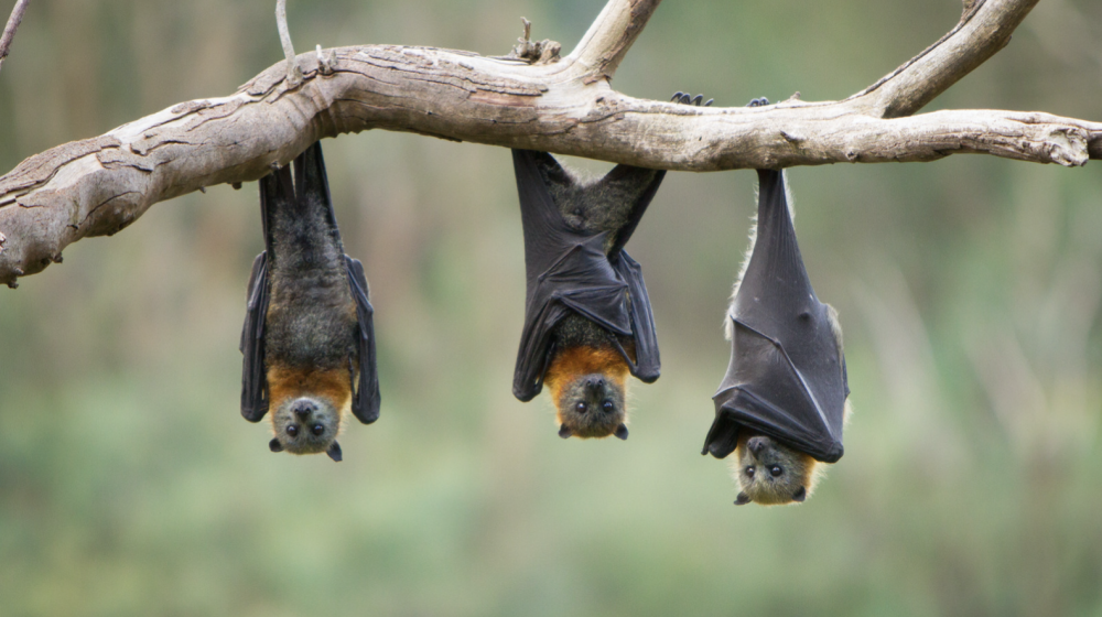 bat picture