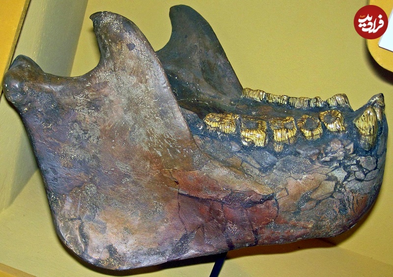 Gigantopithecus_mandible