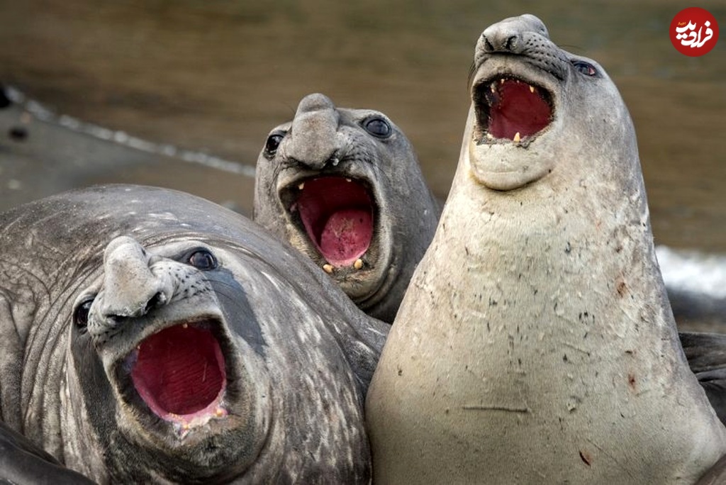 Comedy-wildlife-8-800x534