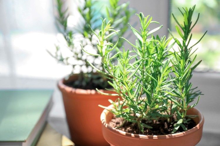 گیاه رزماری؛ از کاشت در منزل تا خواص درمانی