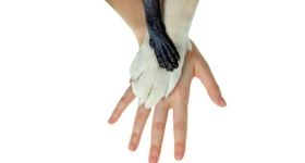 چرا بسیاری از جانوران «پنج انگشت» دارند؟